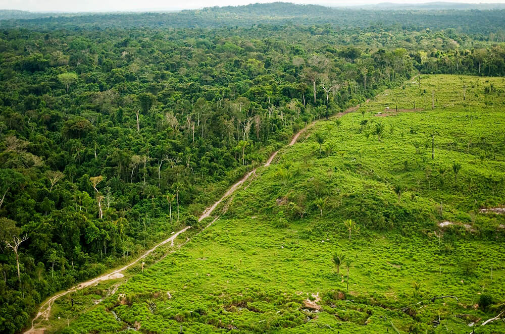 The Battle Against Deforestation in Latin America: Why Planting Trees Matters