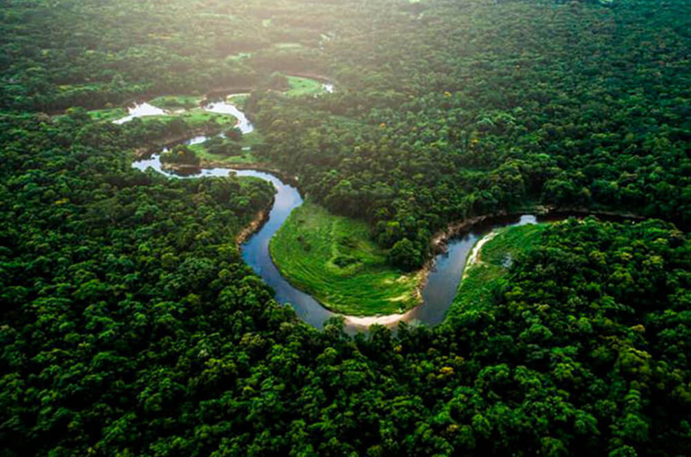 Rainforests: why we need them and how to protect them